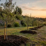 Plant Trees you will Never See -- Olive Trees olive tree